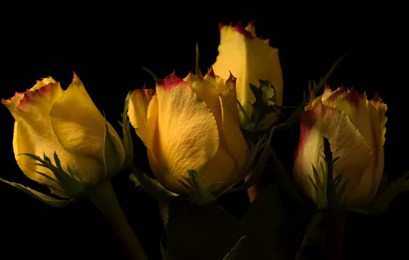 Picture yellow, roses, buds