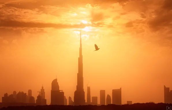 Picture light, the city, bird, morning, Dubai, UAE
