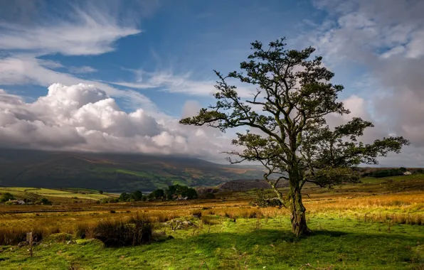 Picture clouds, tree, valley, Wales, Nantl