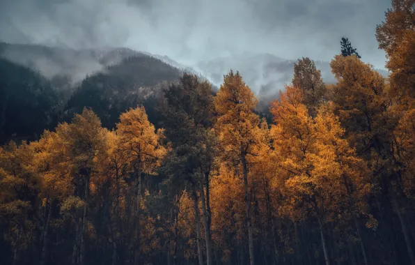 Picture autumn, forest, mountains, fog