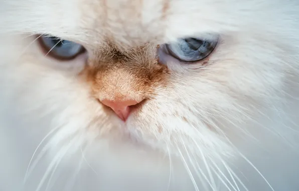 Picture cat, cat, look, muzzle, blue eyes, Himalayan cat