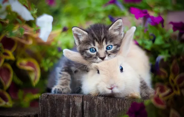 Picture kitty, plants, rabbit