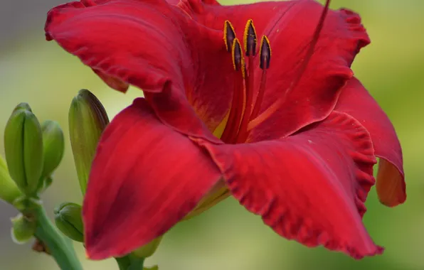 Picture Macro, Macro, Red Lily, Red lily