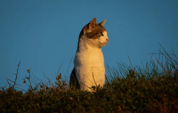 Picture cat, the sky, grass, cat, background, stand, observation, cat