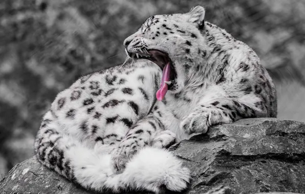 Picture predator, IRBIS, snow leopard, wild cat, yawns