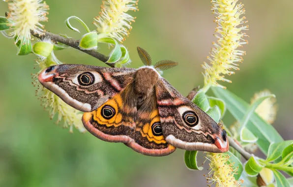 Picture macro, butterfly, branch, wings, IVA, Small Emperor moth