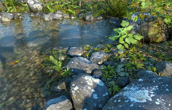 Picture nature, stones, vegetation, pond, Fern Water PW