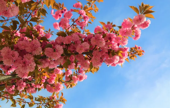 Picture flowers, branches, nature, tree, garden, pink