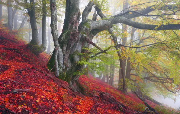 Picture autumn, forest, leaves, trees, fog, mountain, slope, Ukraine, Transcarpathia
