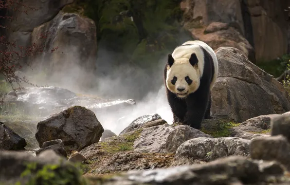 Picture stones, rocks, Panda, zoo, bamboo bear