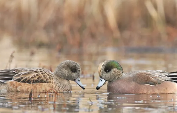 Picture Birds, Pair, Pond, Duck