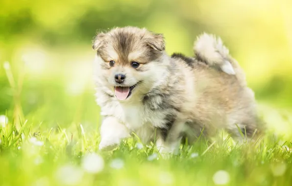 Picture grass, dog, baby, puppy, bokeh, Finnish lapphund