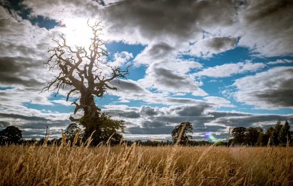 Picture field, the sky, clouds, tree, cromwell tree