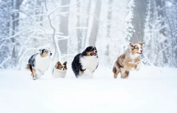 Picture winter, forest, dogs, snow, walk, the race, Quartet, D'artagnan and the three Musketeers