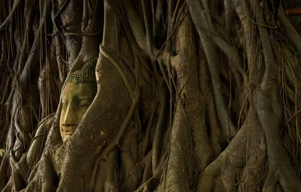 Picture roots, tree, Thailand, statue, Buddha, Ayutthaya