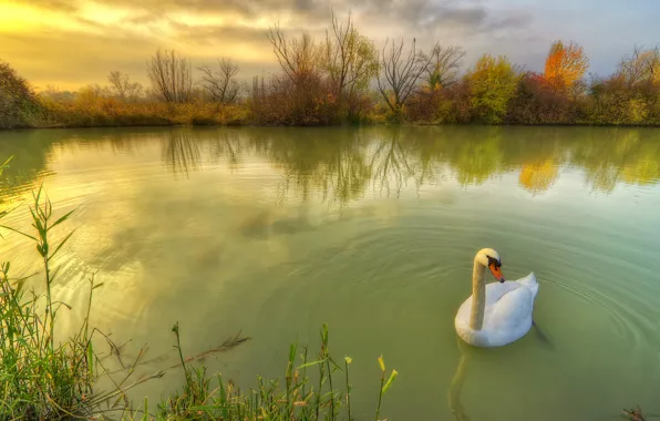 Picture autumn, nature, pond, bird, Swan, grass, the bushes