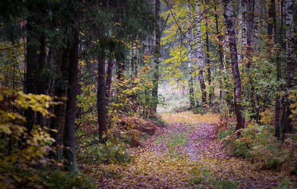 Picture autumn, forest, leaves, trees, overcast, track, birch, gloomy, autumn forest, the bleak autumn