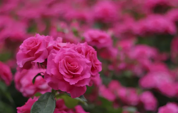 Picture roses, pink, buds, flowering