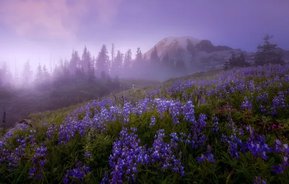 Picture trees, landscape, flowers, nature, fog, mountain, morning, the volcano, USA, grass, reserve, Mount Rainier, Mount …