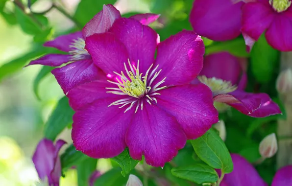 Picture Flower, Flowering, Clematis