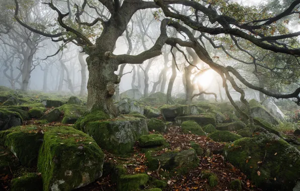 Picture stones, moss, Derbyshire, Peak District