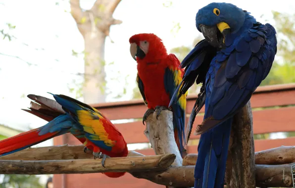 Picture nature, stay, bird, parrot, Ara