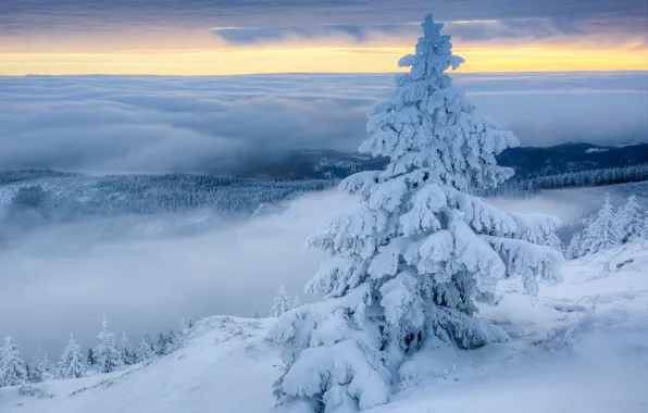 Picture winter, clouds, snow, fog, spruce, morning, Poland, Poland, Giant mountains, Giant Mountains