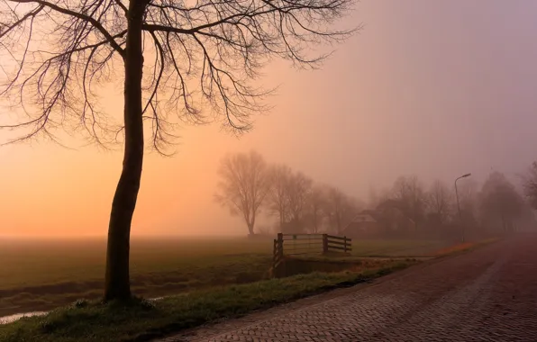 Picture road, fog, tree, morning