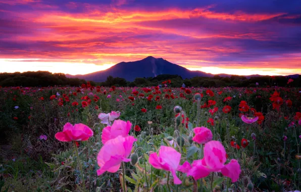 Picture field, the sky, flowers, dawn, Maki, mountain, morning, Japan, Japan, Mount Tsukuba, Mount Tsukuba