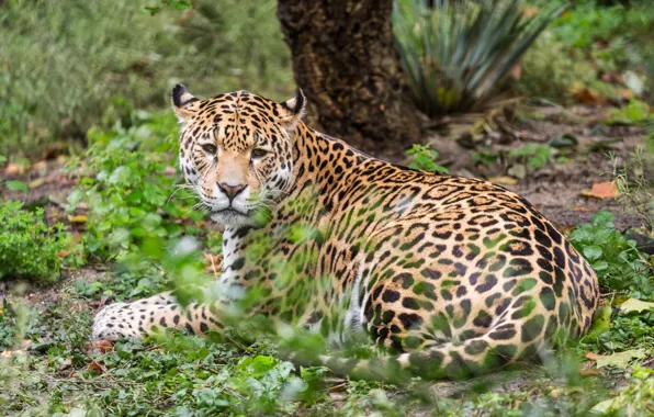 Picture cat, nature, animal, stay, Jaguar