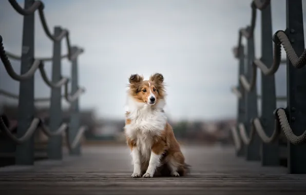 Picture bridge, each, dog