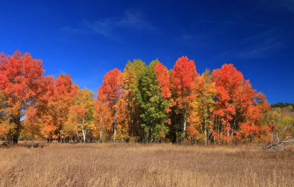 Picture autumn, leaves, trees, Wyoming, USA, Teton