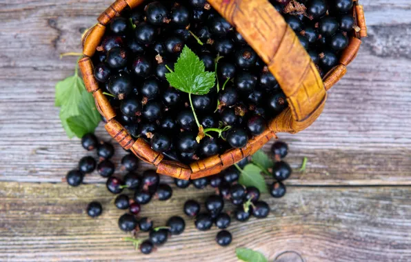Picture berries, basket, currants, basket, black currant
