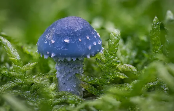 Picture macro, mushroom, moss, Stropharia blue-green