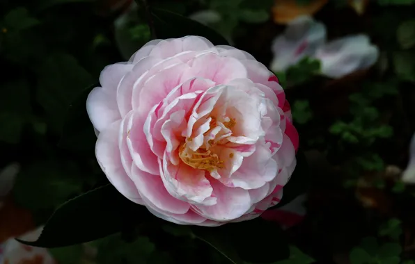 Picture Bush, spring, Flower, flowering, Camellia
