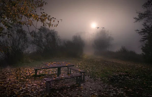 Picture autumn, fog, the evening, bench