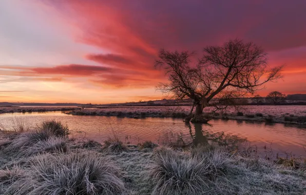 Picture frost, grass, clouds, river, tree, glow
