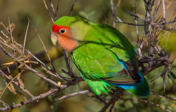 Picture branches, bird, paint, feathers, beak, parrot, rosy-cheeked lovebird