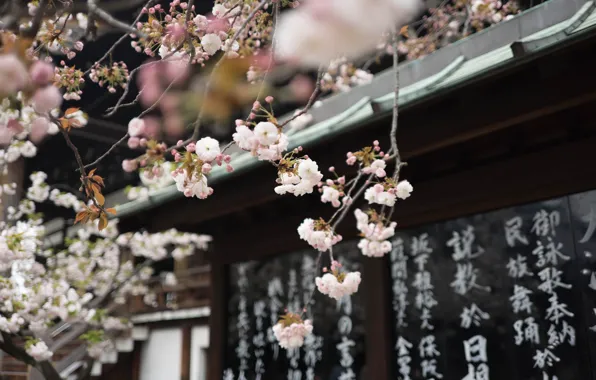 Picture characters, temple, Japan, Sakura spring