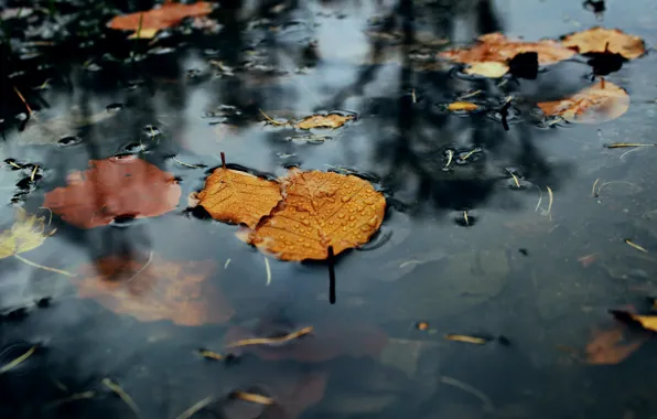 Picture leaves, nature, puddle