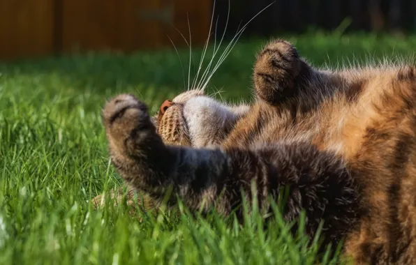 Picture tabby cat, lying on her back, on the grass
