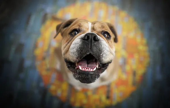 Picture look, face, background, dog, English bulldog