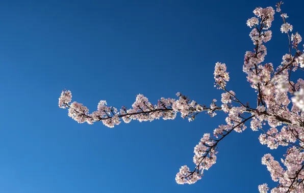 Picture the sky, branches, cherry, spring, flowering