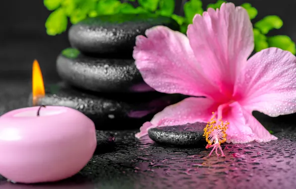 Picture flowers, Spa, background, Spa, candles, spa stones