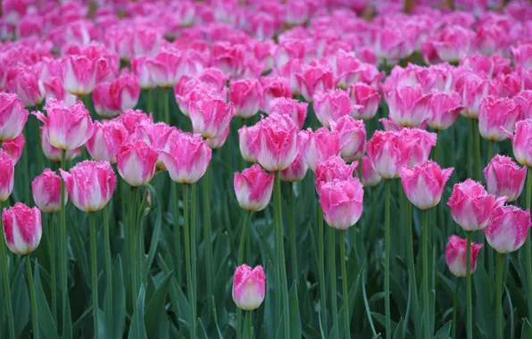 Picture macro, flowers, tulips