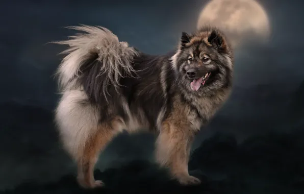 Picture background, the moon, dog, The eurasier