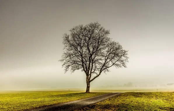Picture road, field, fog, tree