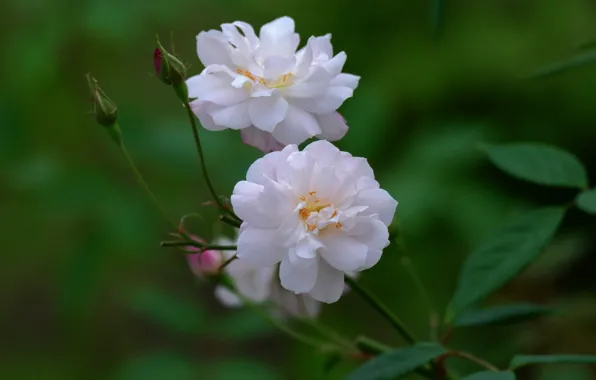 Picture summer, Bush, Rose, buds, flowering