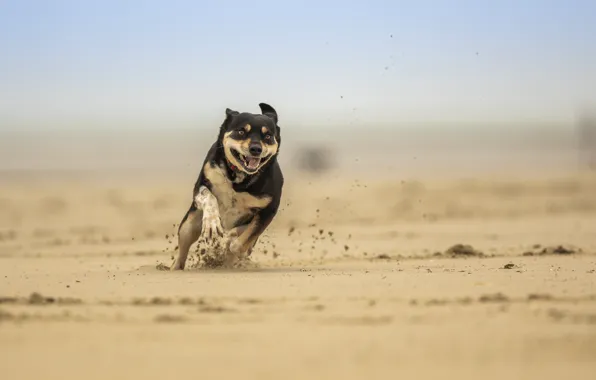 Picture sand, dog, runs