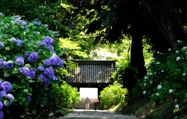 Picture Park, gate, Japan, hydrangea, Sakuragawa